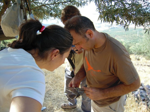 anillamiento en la sierra de cabezarrubias
